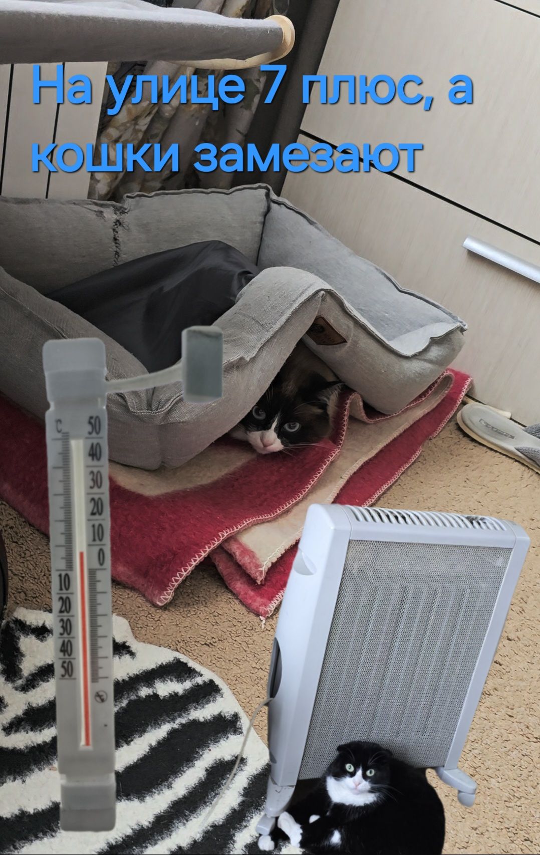 На улице 7 плюс, а кошки замерзают