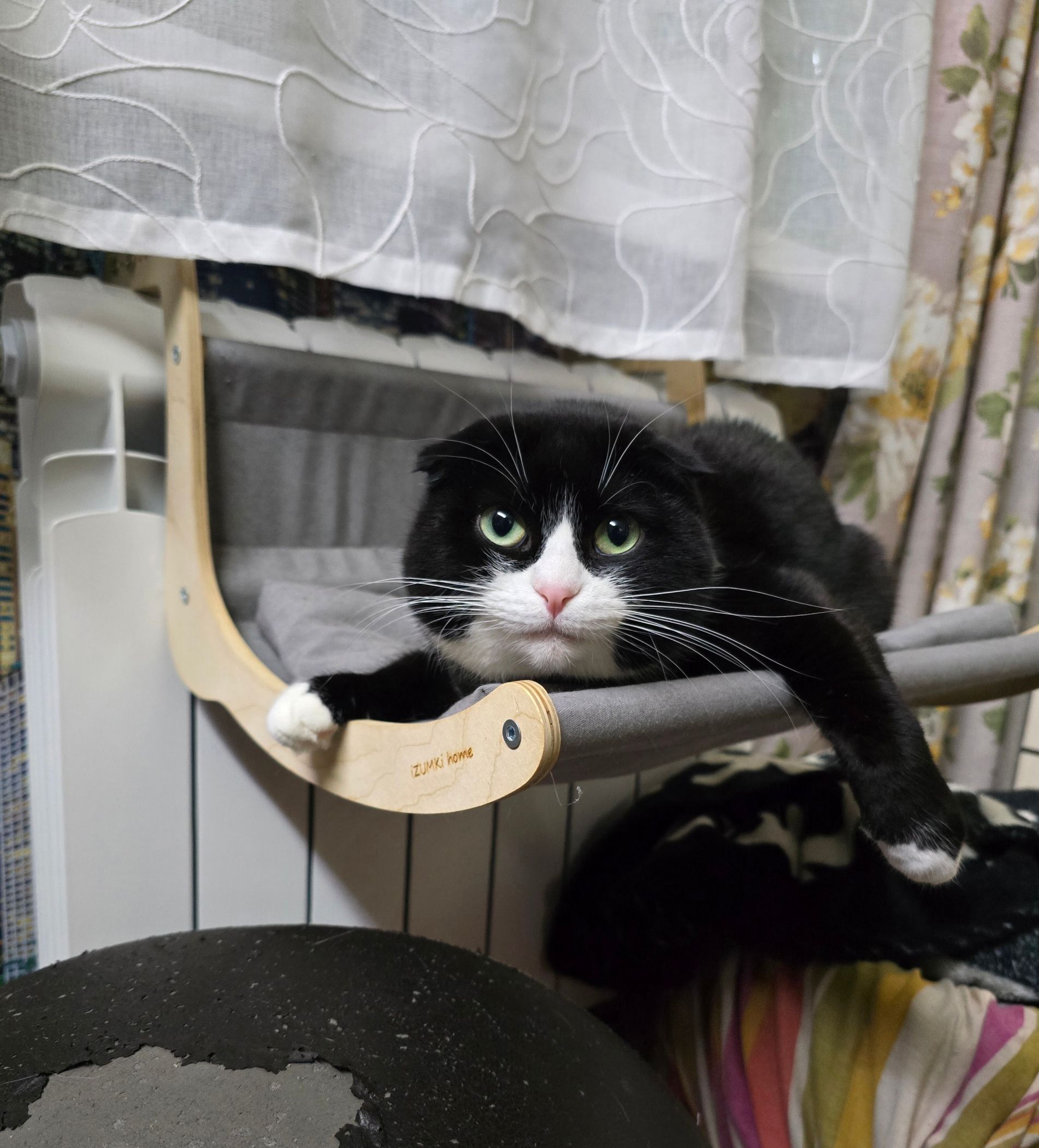 Черный кот в гамаке на окне, лениво отдыхает.