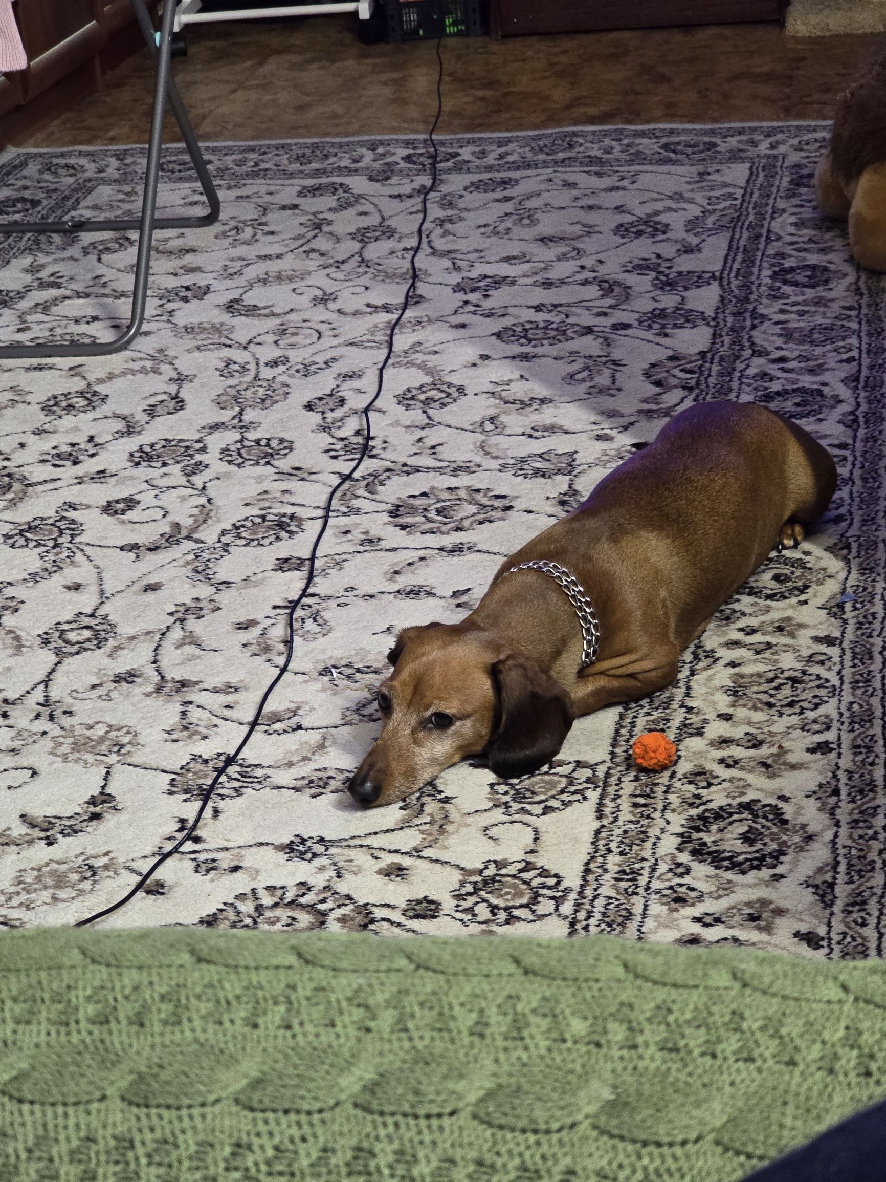 Такса лежит на ковре рядом с оранжевой игрушкой.