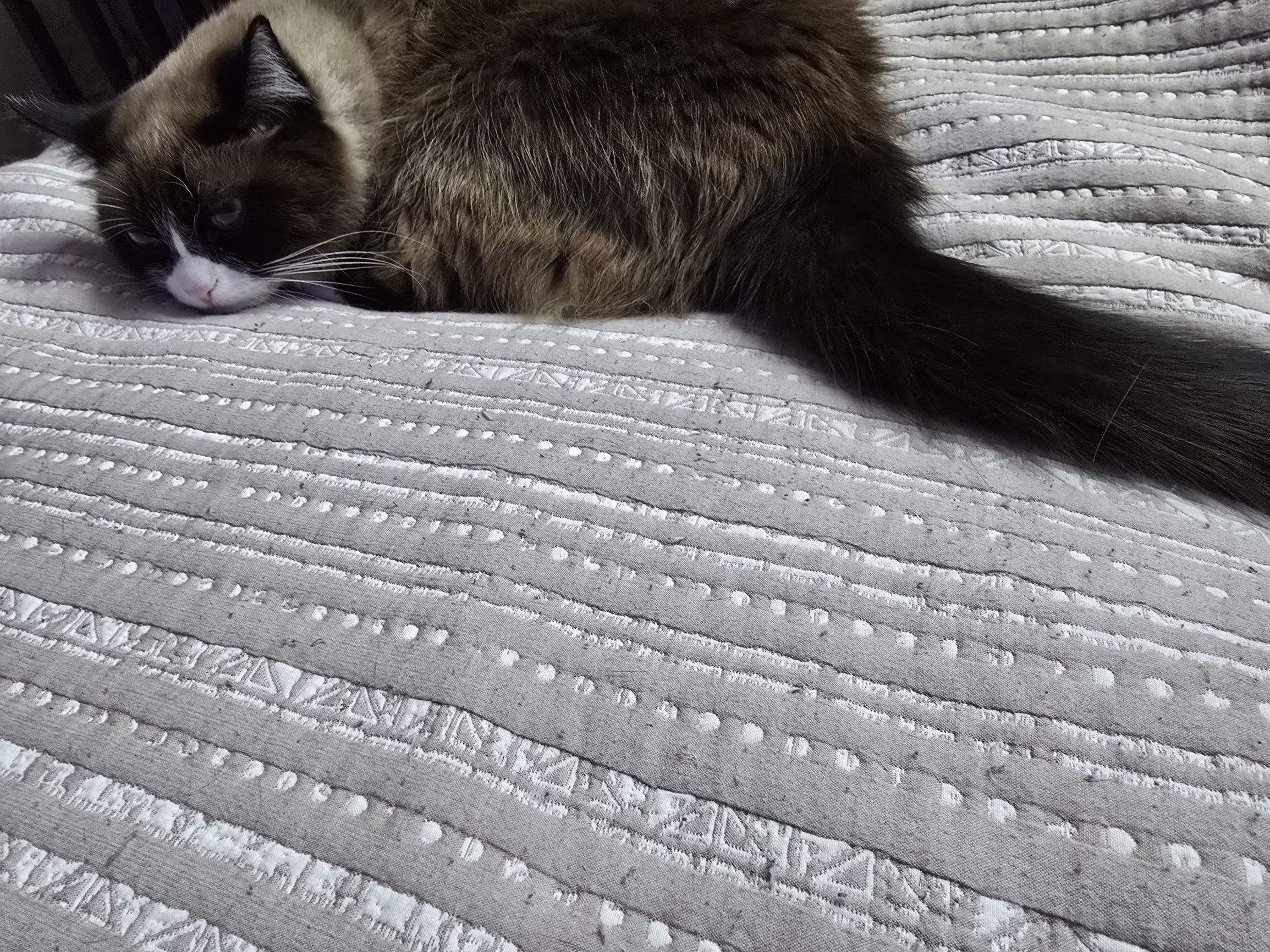 Домашний кот, мирно спит на светло-сером покрывале