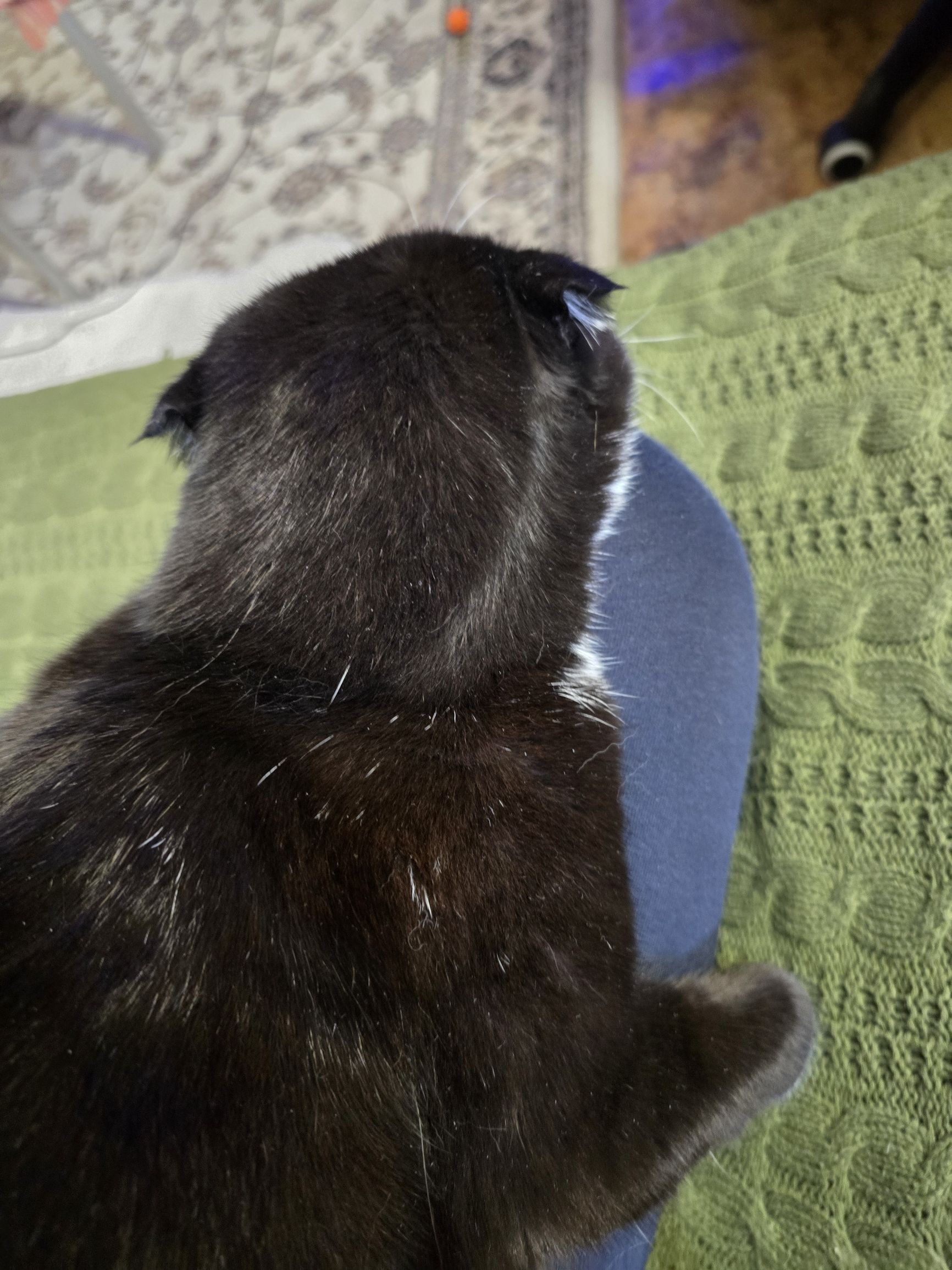 Вид сверху на черного котёнка, сидящего на кресле/диване