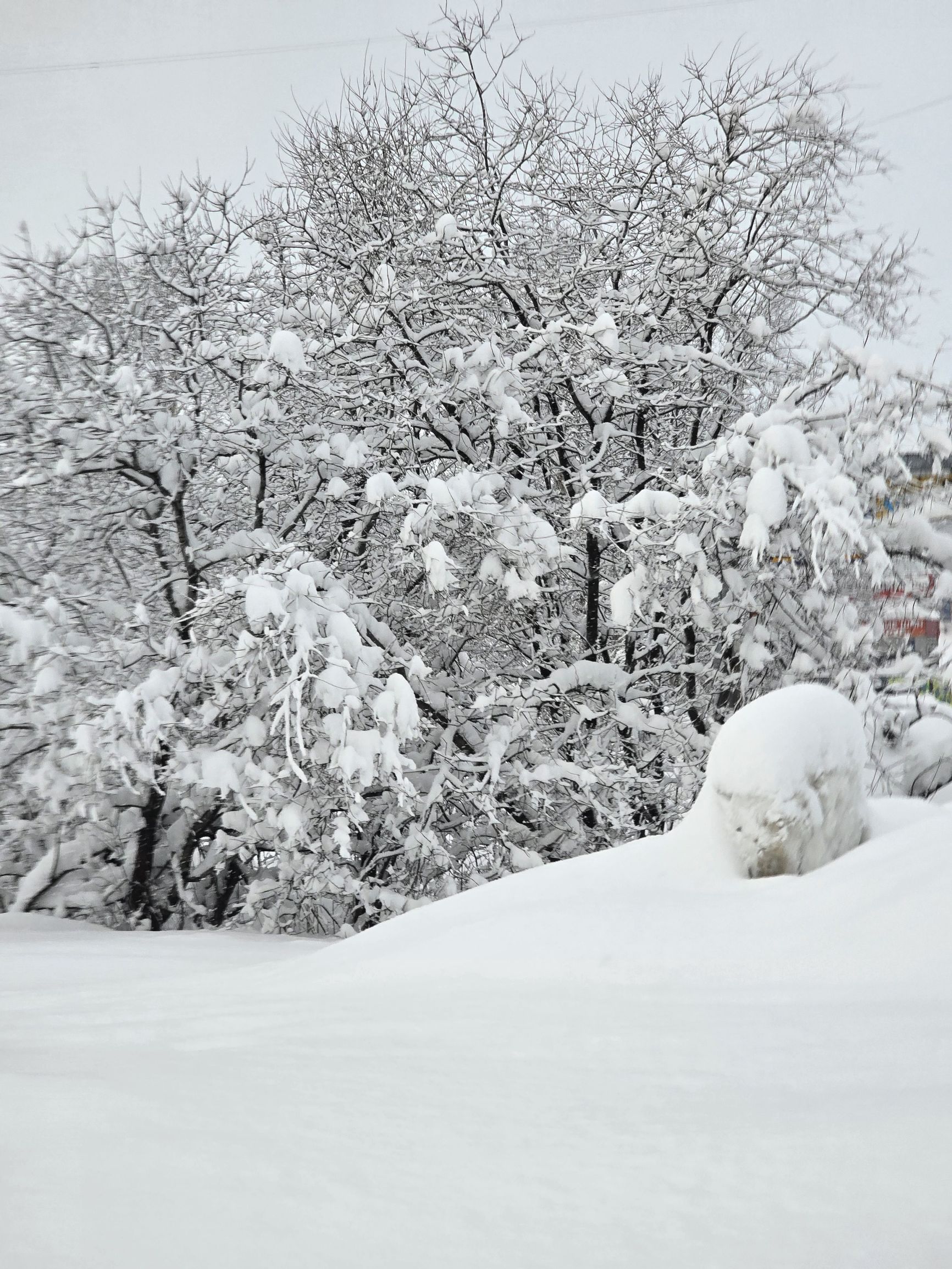 Зимний пейзаж: снежные деревья и сугробы