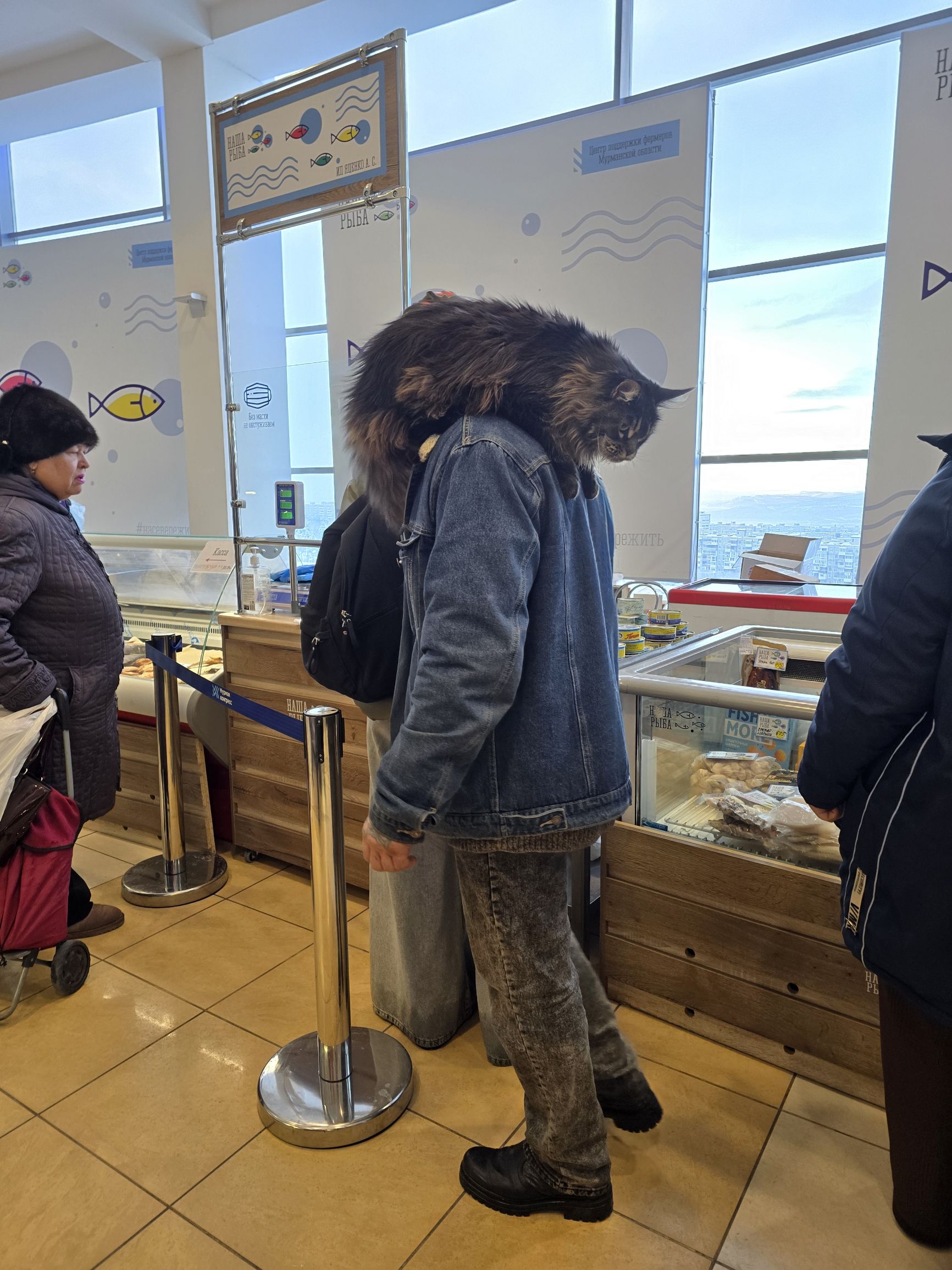 Человек в джинсовой куртке с меховым капюшоном держит на плече или голове кота в помещении магазина/кафе