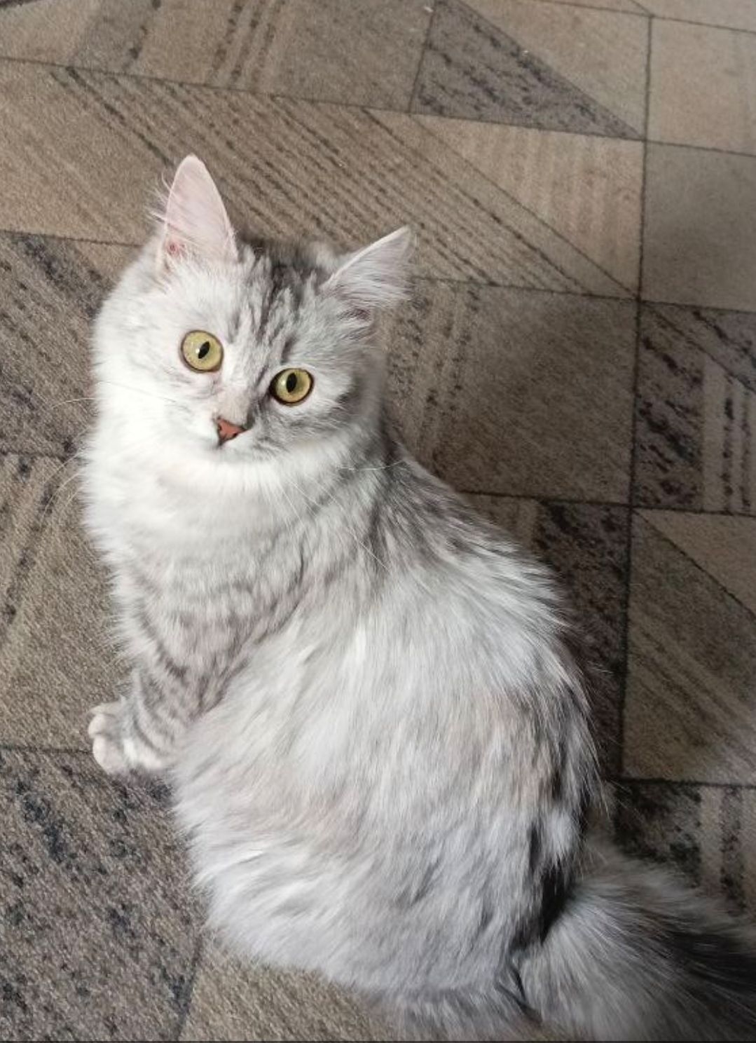 Серый кот с желтыми глазами сидит на ковровом полу.