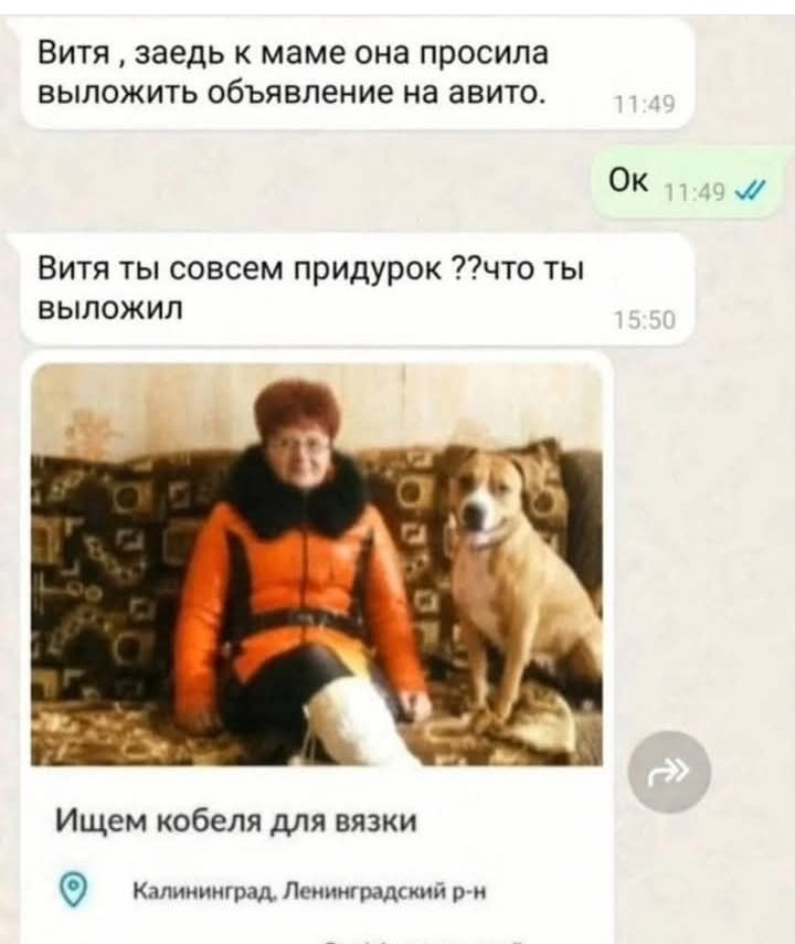 Витя заедь к маме она просила выложить объявление на авито Витя ты совсем придурок что ты выложил ок Ищем кобеля для вязки колененград Ленинерадский р н