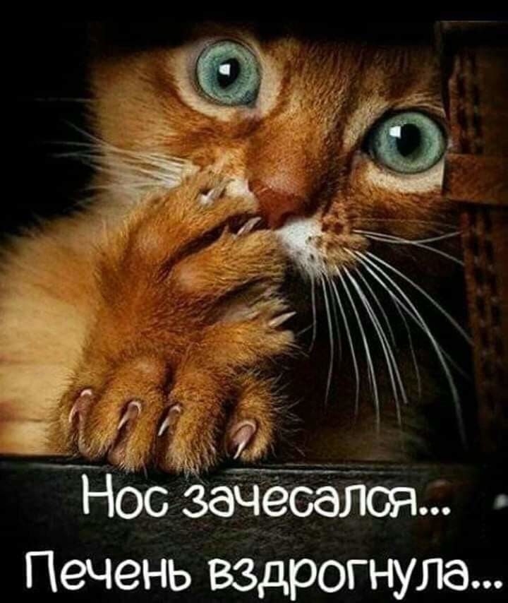 Печень вздрогнула