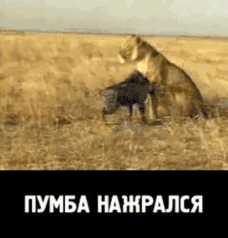 ПУМБА НАЖРАЛСЯ