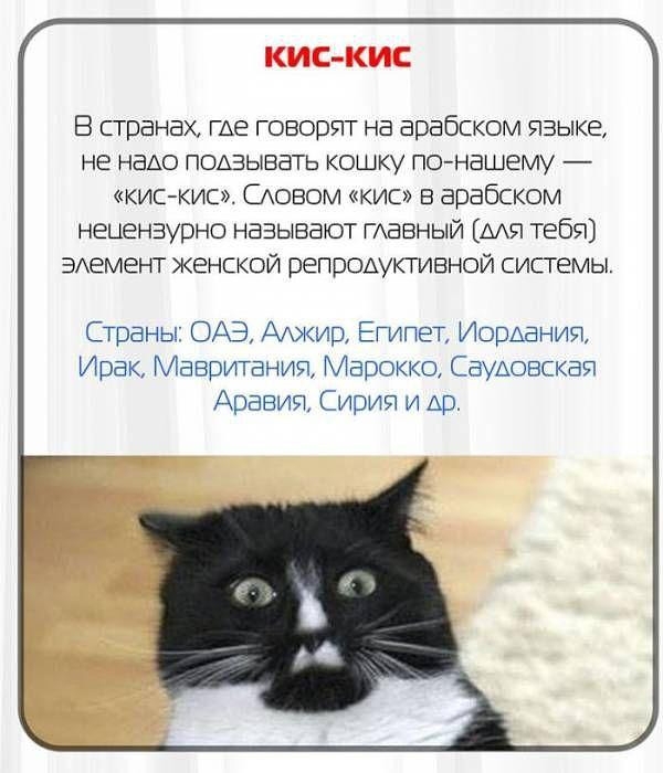 В странах ше говорят на арабском языке не надо поАзьтвать кошку гис нашему кискис САовом кис в арабском нецензурно называют ГАВВНЫЙ мя тебя ЭАемент женской репрощкплвной системы Страны ОАЭ Ахжир Египет ИорАания Ирак Мавритания Марокко СВУАОБСКВП Аравия Сирия и Ар