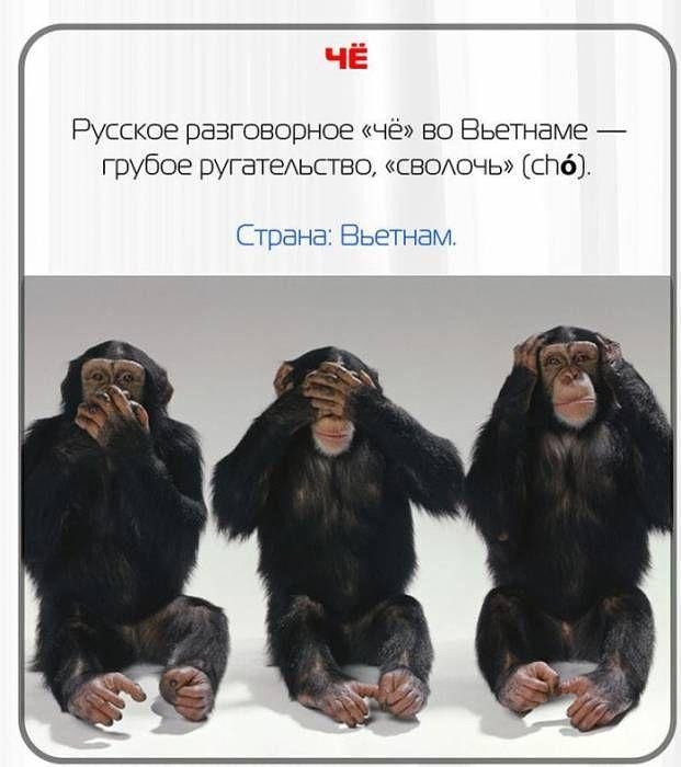 Русское ББЗГОЕОВНОЕ чё во Вьетнаме грубое ругатеАьство свсиочь спб Страна Вьетнам
