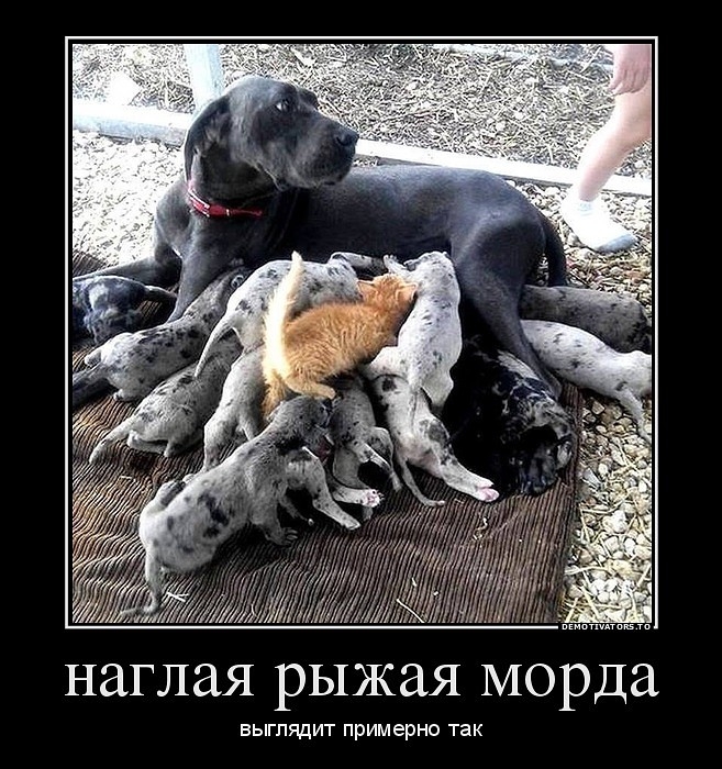 НЗГЛЗЯ РЫЖЗЯ морда выглядит примерно так