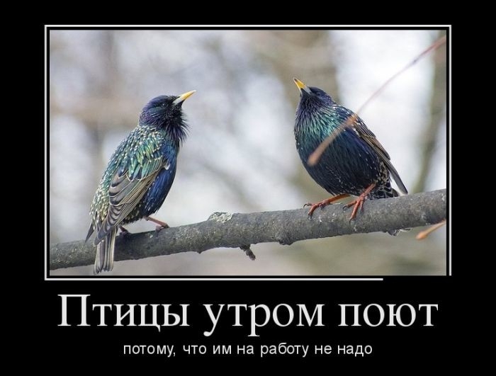 ПТИЦЫ утром поют потому что им на работу не надо