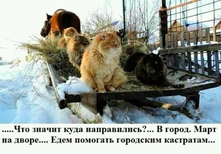 __ ч _ Что значит куда направились В город Март на дворе Едем ПОМОГВТЬ ГОРОДСКИМ кастратам