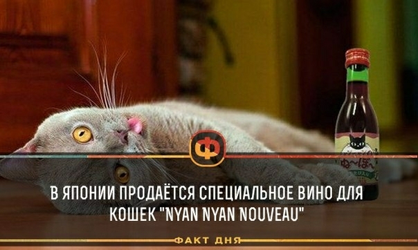 В ЯПОНИИ ПРОДАЕТСЯ СПЕЦИАЛЬНОЕ ВИНО МЯ КОШЕК НУАН НУАН НИШЕАН АКТ ди