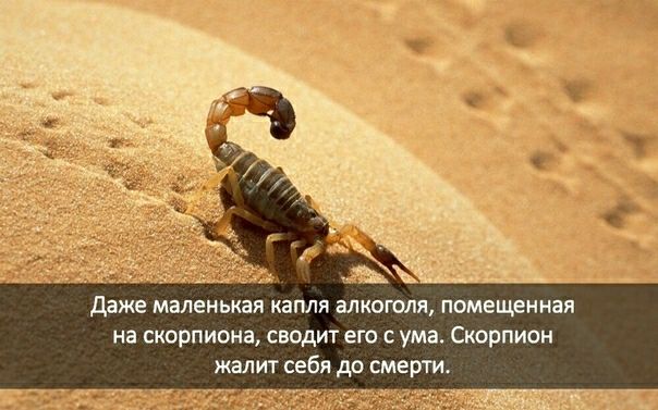 Даже маленькая капля алкоголя помещенная на скорпиона сводит его с ума Скорпион жалит себя до смерти