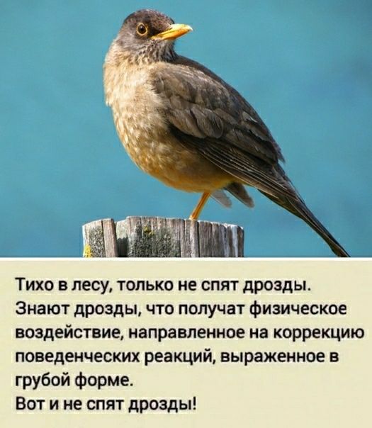 Тихо в лесу только не спят дрозды Знают дрозды что получат физическое воздействие направленное на коррекцию поведенческих реакций выраженное в грубой форме Вот и не спят дрозды