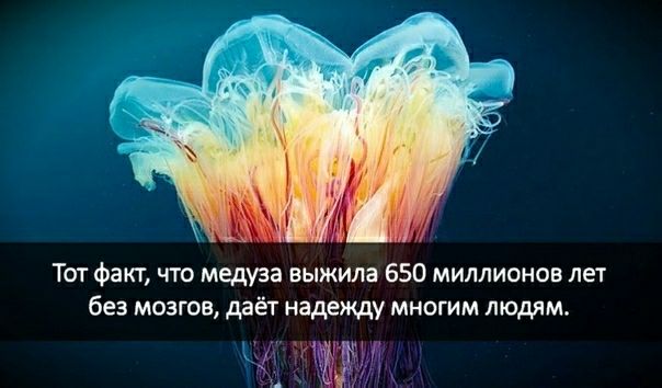 Тот факт что медуза выжила 650 миллионов лет без мозгов даёт надежду многим людям 5