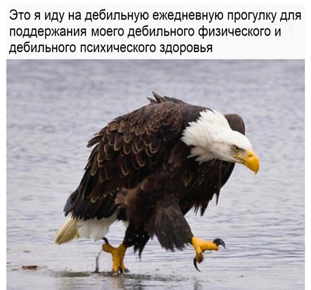 Это я иду на дебипьную ежедневную прогулку для поддержания моего дебильного физического и дебильные психического здоровья