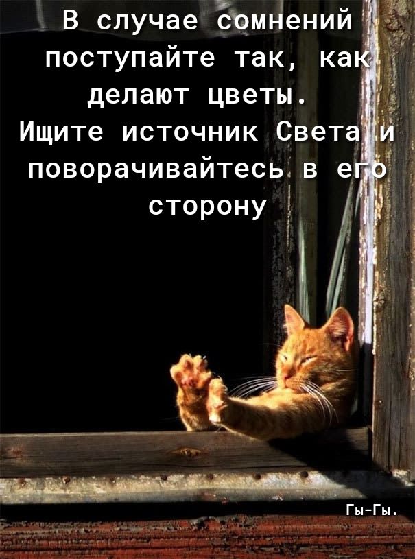 делают цветы Ищите источник Света поворачивайтесь в е сторону Ё