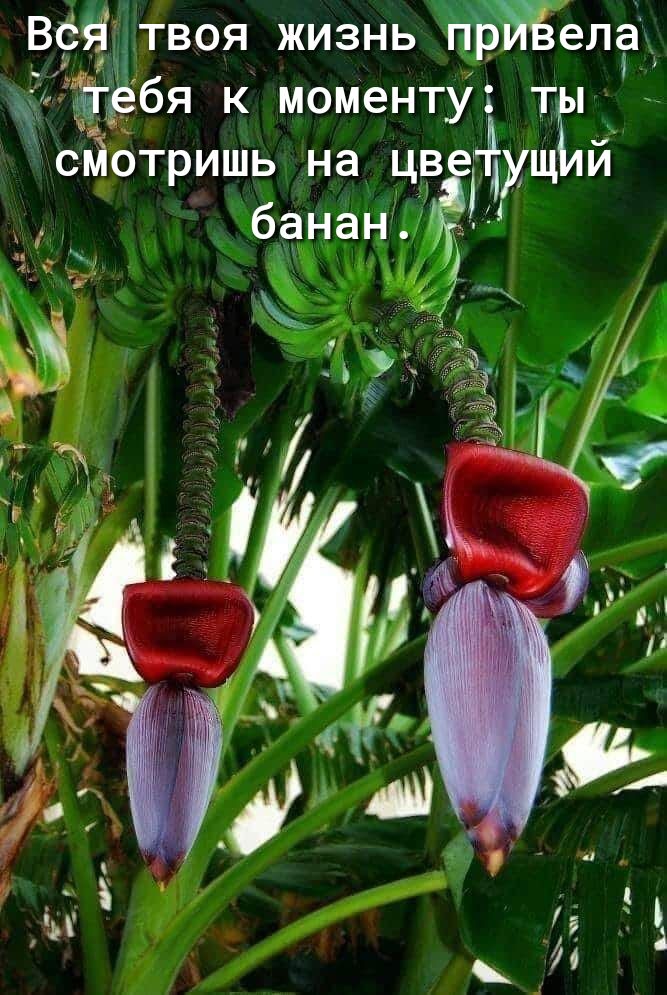 Вёё твоя жизнь прЙЁела Ърбя к моментут сйотришь на цйёдущ банан