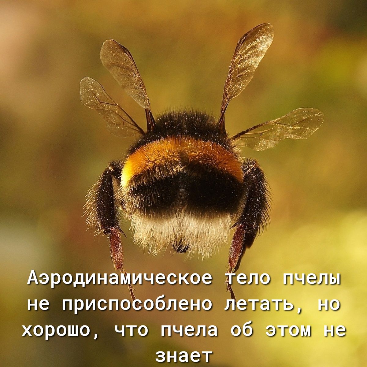 КЭРОДИНЭМИЧЕСКОЕ не ПрИСПОСОбПеНО Ле ГаТЬ НС ХОРОШО ЧТО пчела 04 ЭТОМ НЭ знает