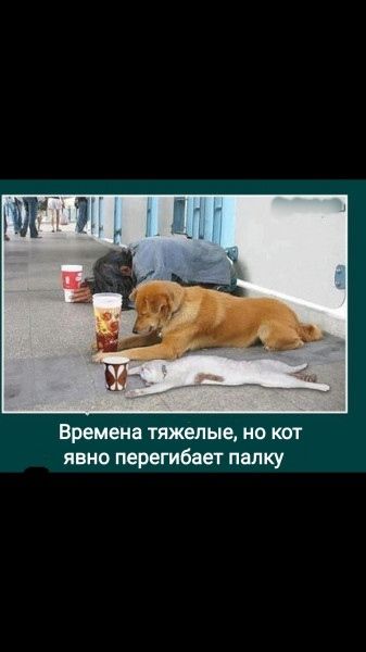 Времена тяжелые но кот явно перегибает палку