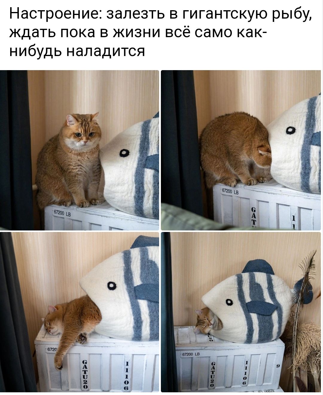 Настроение залезть в гигантскую рыбу ждать пока в жизни всё само как нибудь наладится