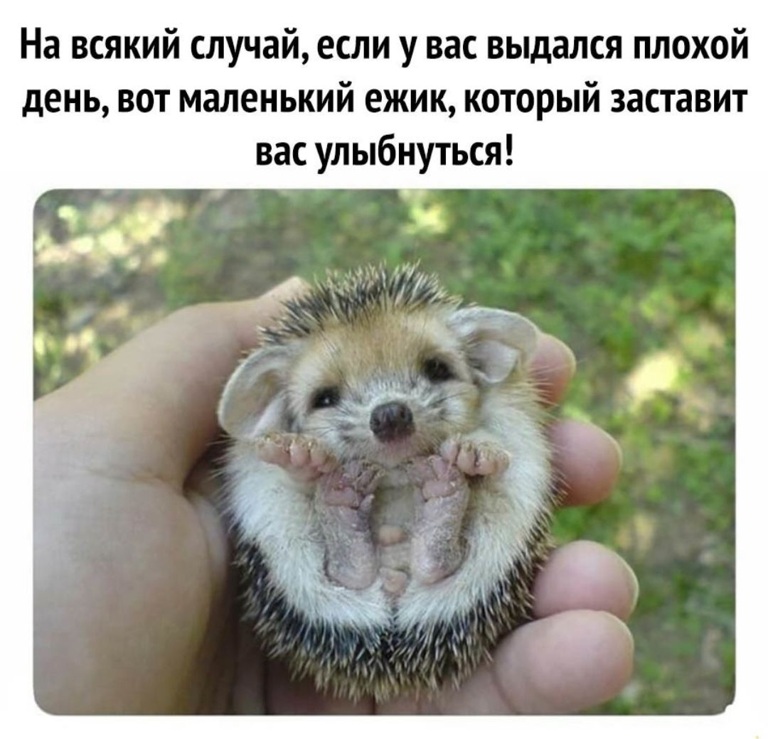 На всякий случай если у нас выдался Махой день вот маленький ежик который заставит вас улыбнуться