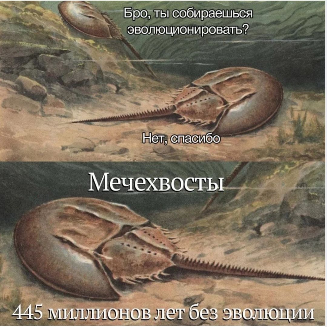 ___ __ Мещежъосвьь