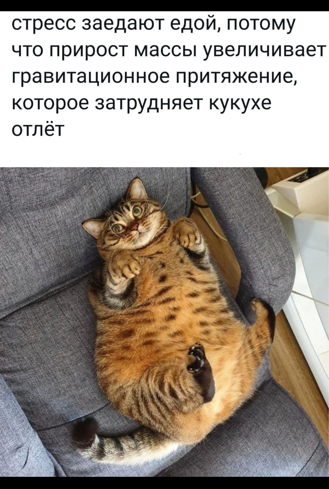 стресс заедают едой потому что прирост массы увеличивает гравитационное притяжение которое затрудняет кукухе отлёт