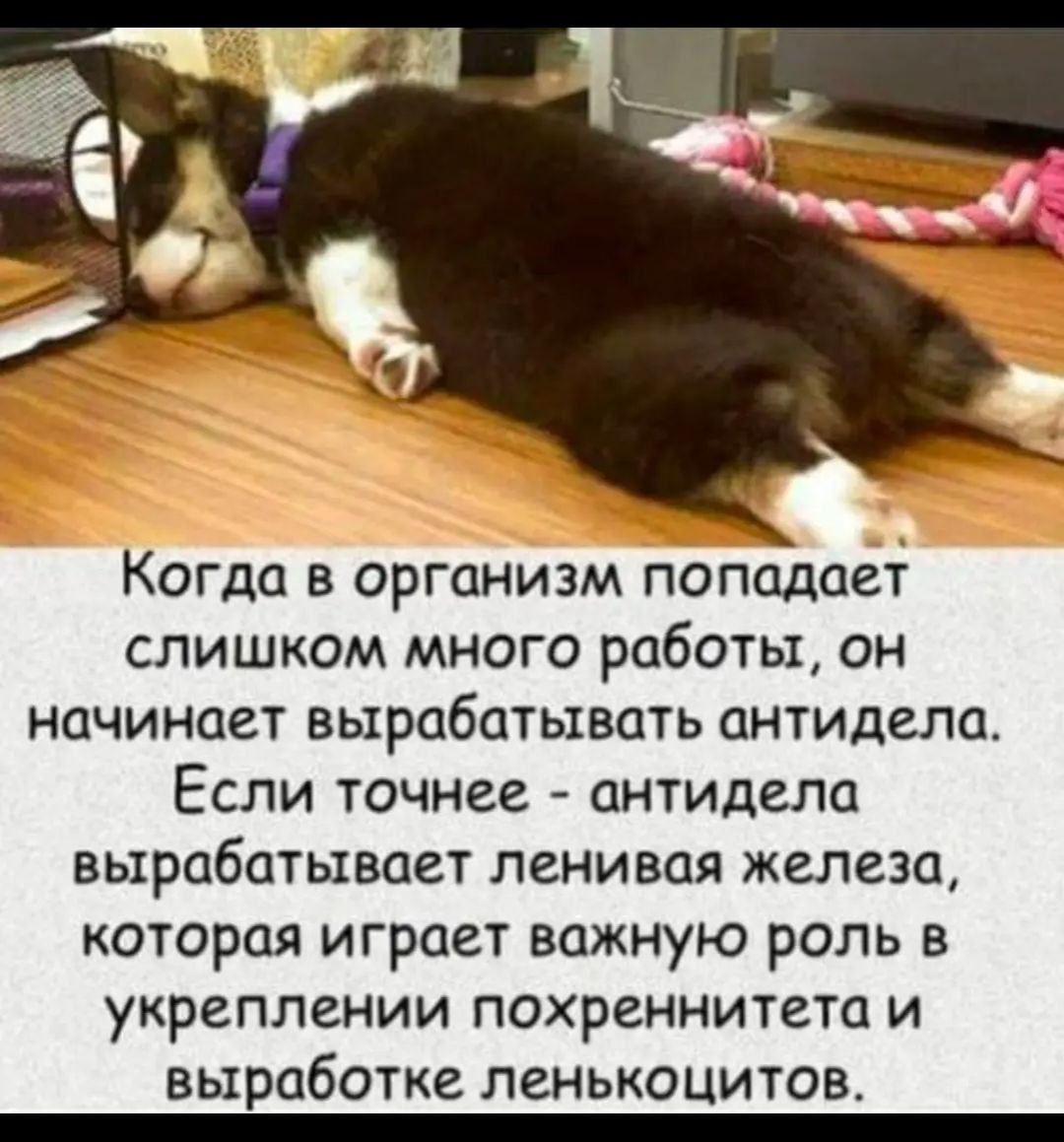 Когда в организм попадает слишком много работы он начинает вырабатывать антидела Если точнее антидела вырабатывает ленивая железа которая играет важную роль в укреплении похреннитета и выработке ленькоцитов _