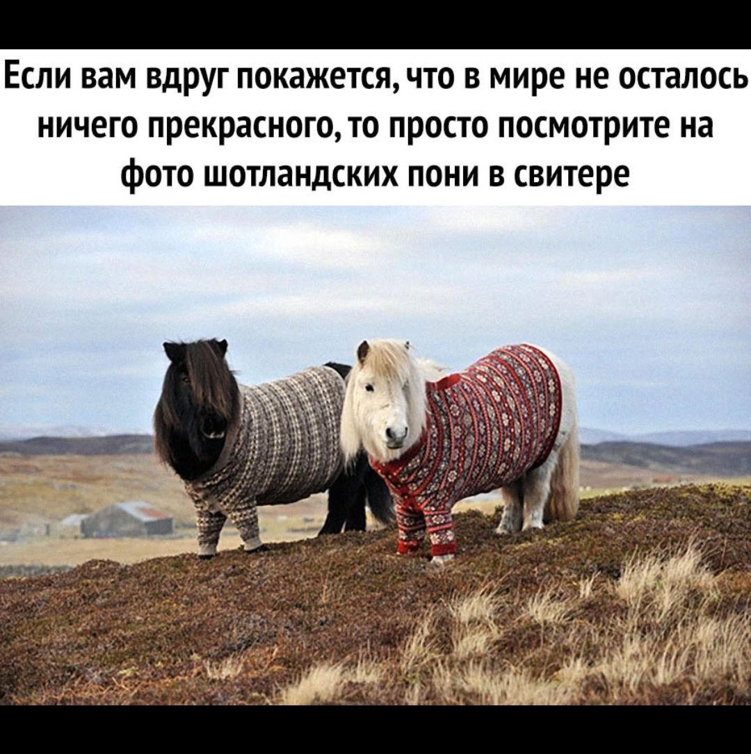 Если вам ВдРуг покажепя что в мире не осталось НИЧЕГО прекрасного ТО ПРОПО ПОСМОТРИУЕ на фото шотландских пони в свитере