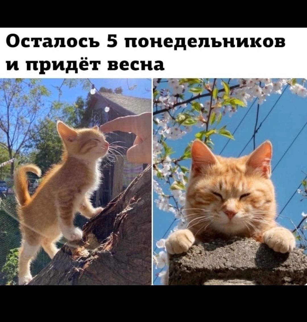 Осталось 5 поиедепъников и придёт весна