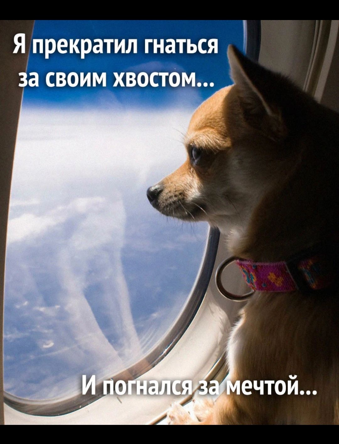 Я прекратил гнаться за своим хвостом
