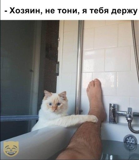 Хозяин нв тони я тебя держу