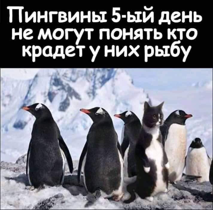 Пингвины 5 ь1й день не могут понять кто крадет у них рыбу