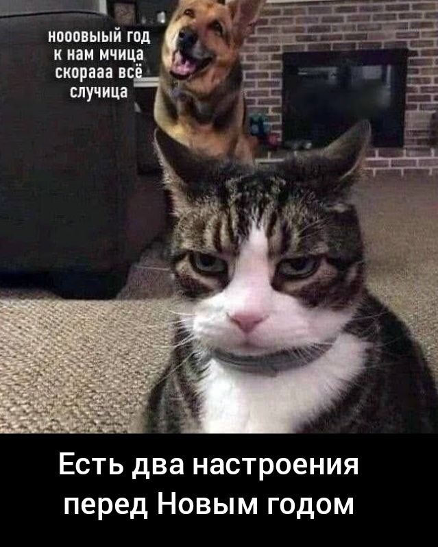 ивпивыый га к как мчицз скорин Есть два настроения перед Новым годом