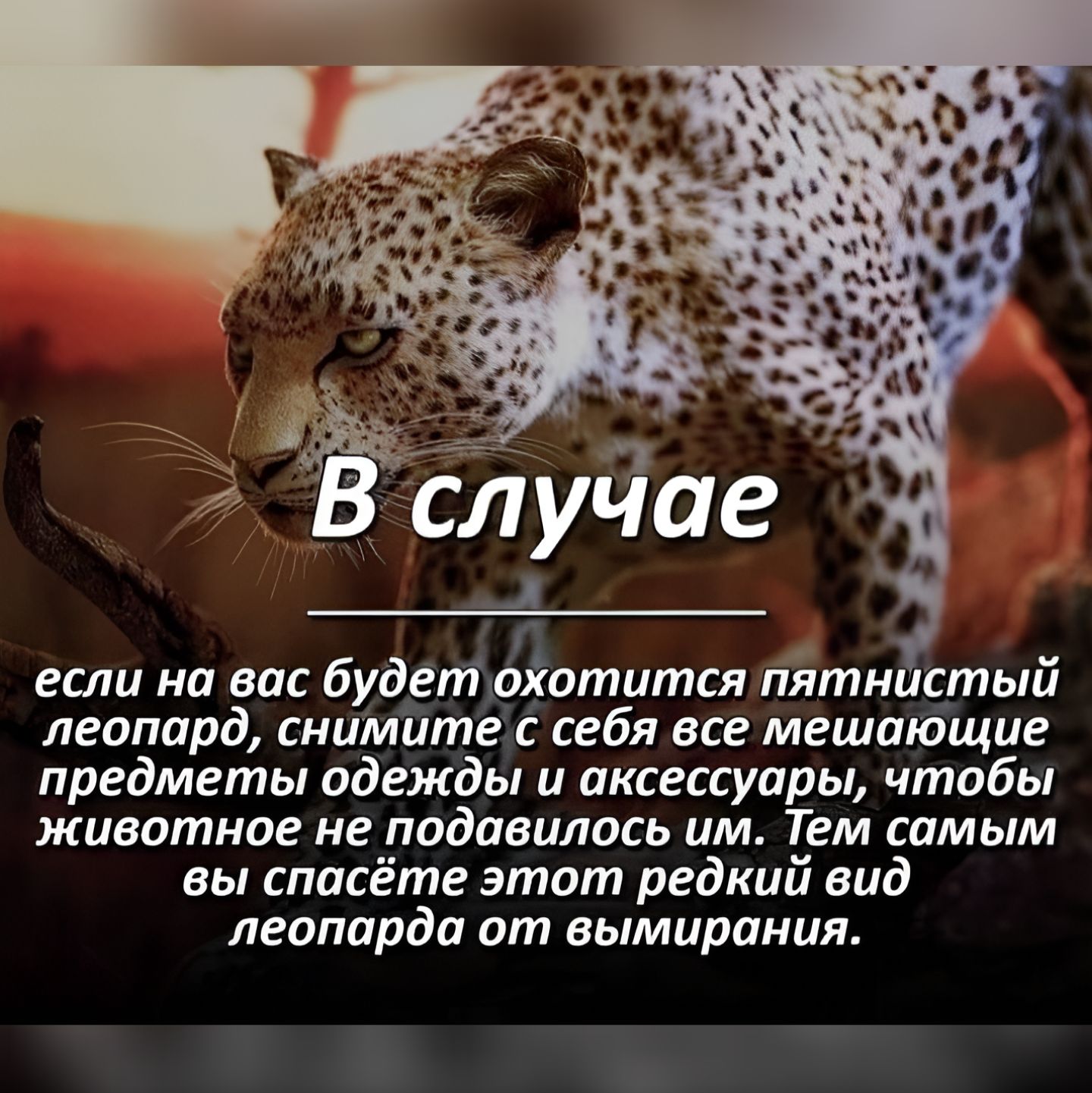 _ если на вас будетохотится пятнистый леопард снимите себя все мешающие предметы одежды и аксессуары чтобы животное не подавилось им Тем самым вы спасёте этот редкий вид леопарда от вымирания