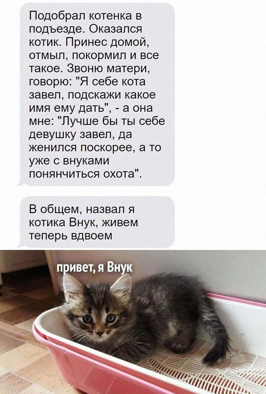 Подобрап котенка в подъезде Оказался котик Принес домой отмып покормип и  все такое Звоню матери говорю Я себе кота завел подскажи какое имя ему дать  а она мн Лучше бы ты себе