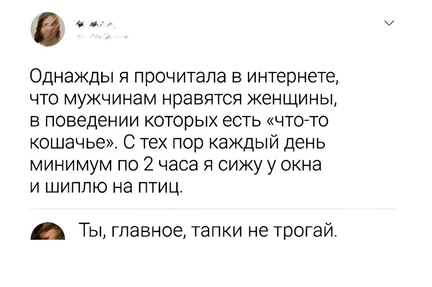 Однажды я прочитала в интернете что мужчинам нравятся женщины в поведении которых есть чтогто кошачье С тех пор каждый день минимум по 2 часа я сижу у окна и шиппю на птиц Ты главное тапки не трогай