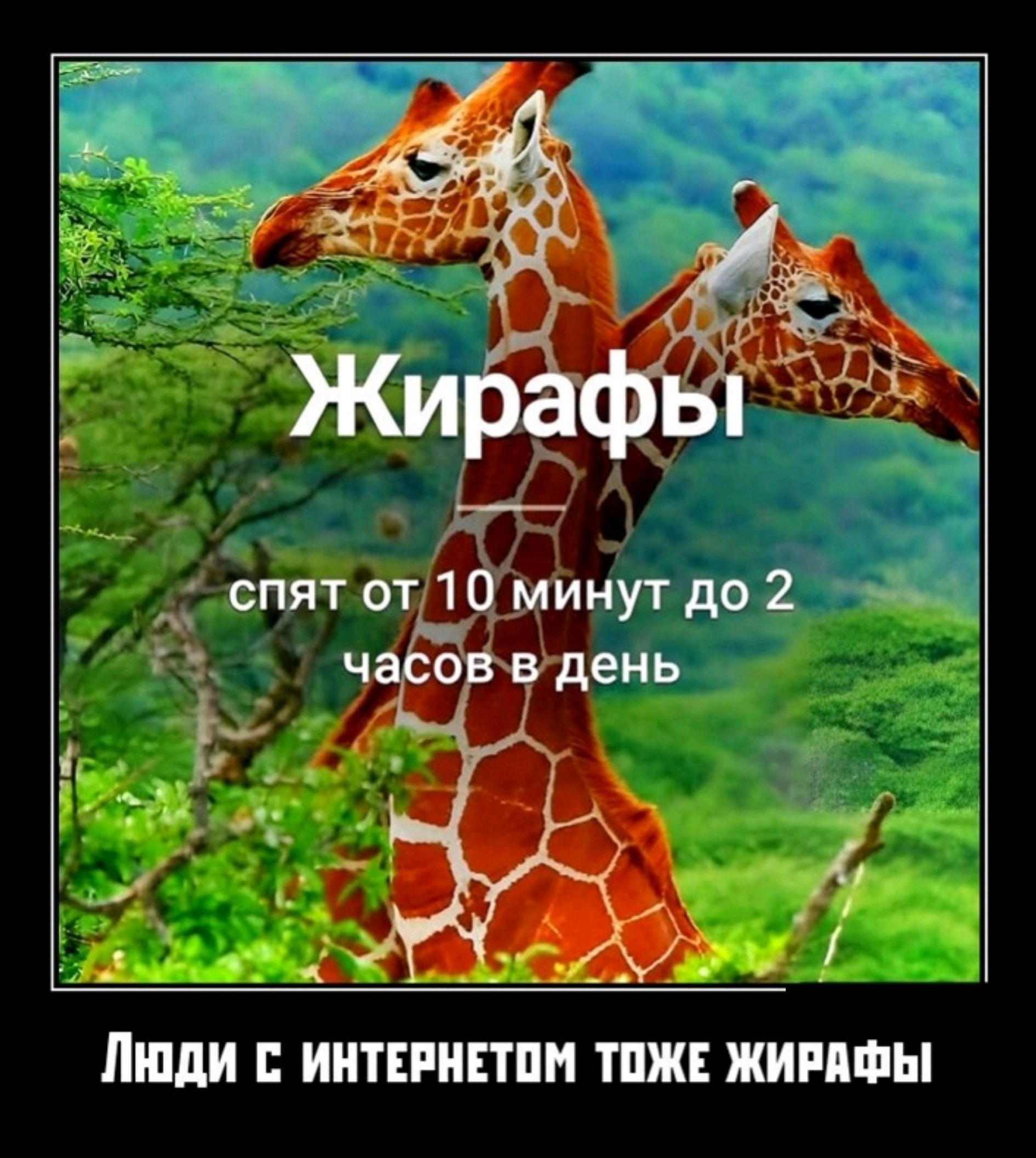 Обо всем сущим. Жираф смешные факты. Жирафы прикольные с надписями. Жираф надпись. Смешные Жирафы с надписями прикольные.