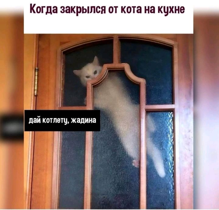 КОГДЗ ЗЗКрЫПСП ОТ кота на КЧХНВ А пай котвщ Жапииа