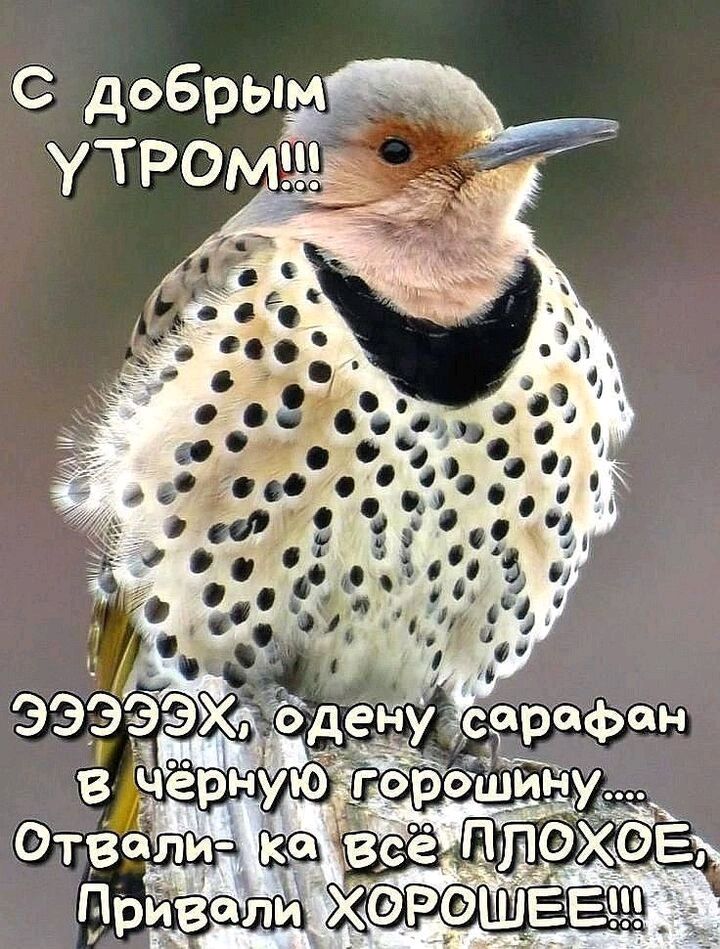 С добрым __ утромщгі