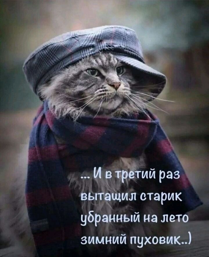 старик убрішый на лето зимний пуховик