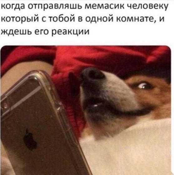 когда отправляшь мемасик человеку который с тобой в одной комнате и ждешь его реакции