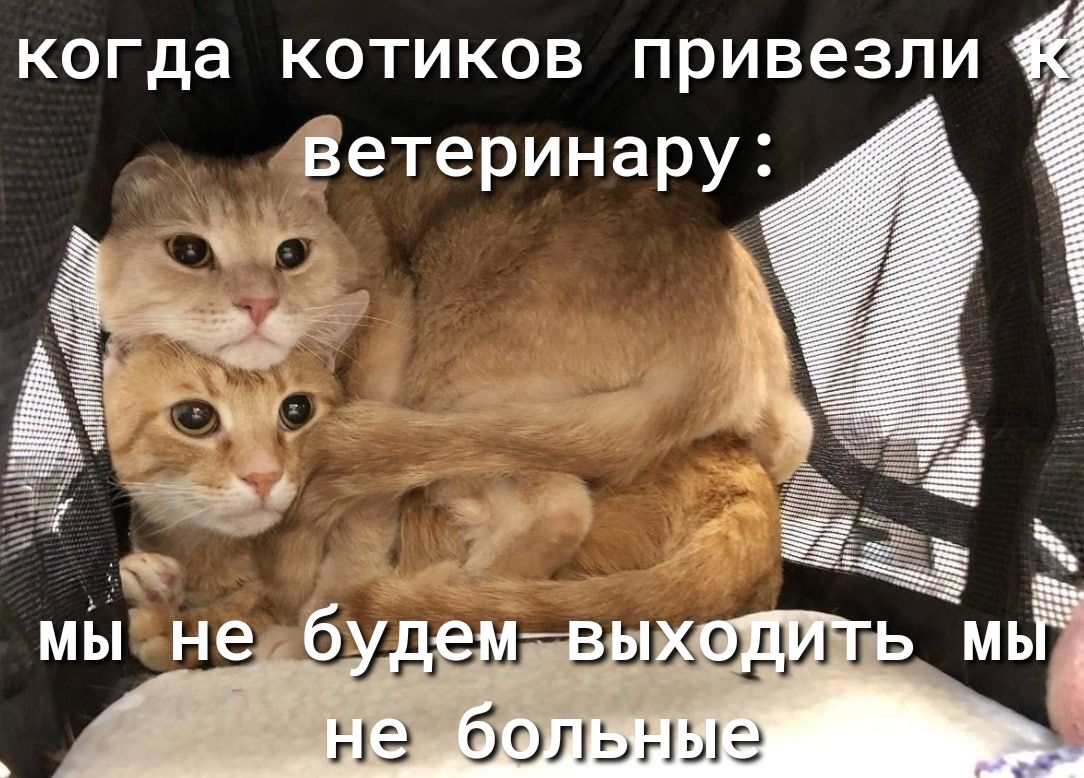когда котиков привезли Ёетеринару ае