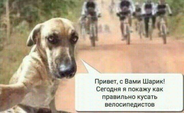 Привет с Вами Шарик Сегодня я покажу как правильно кусать велосипедисты