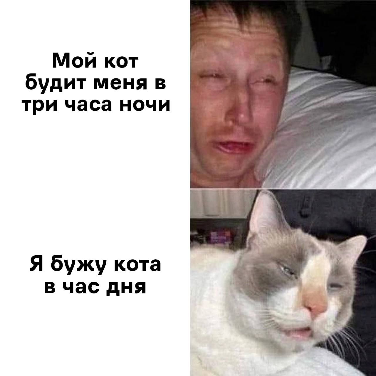 Мой кот будит меня в три часа ночи Я бужу кота в час дня