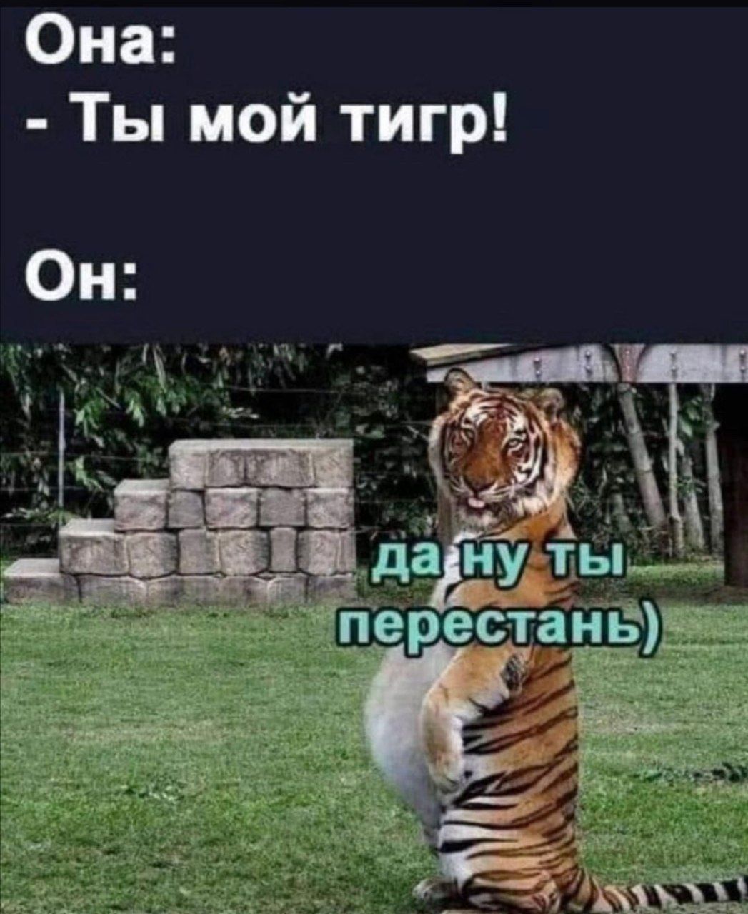Она Ты мой тигр