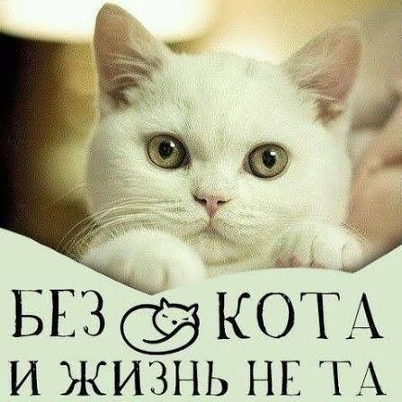 БЕЗ КОТА И ЖИЗНЬ НЕ ТА