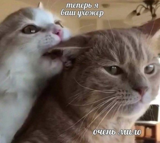теперь я ваш ухожер
очень мило